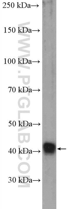 DRG1 Rabbit anti-Human, Rat, Polyclonal, Proteintech 150 &mu;L; Unconjugated:Antibodies,