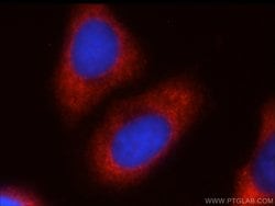 FXR1 Rabbit anti-Human, Mouse, Rat, Polyclonal, Proteintech:Antibodies:Primary