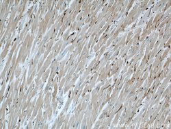 FXR1 Rabbit anti-Human, Mouse, Rat, Polyclonal, Proteintech:Antibodies:Primary