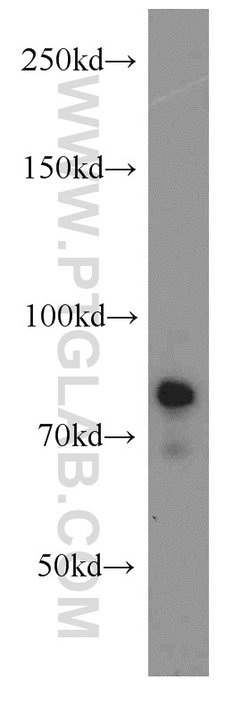 FXR1 Rabbit anti-Human, Mouse, Rat, Polyclonal, Proteintech:Antibodies:Primary