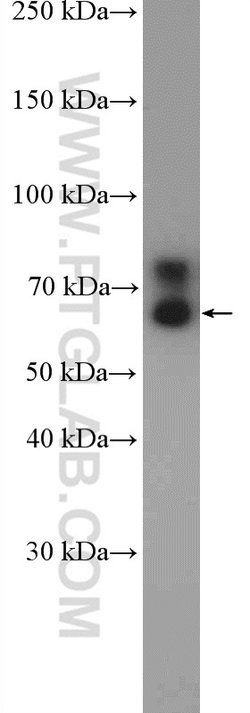 FXR1 Rabbit anti-Human, Mouse, Rat, Polyclonal, Proteintech:Antibodies:Primary