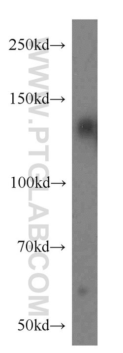 AXL Rabbit anti-Human, Mouse, Polyclonal, Proteintech 150 &mu;L; Unconjugated:Antibodies,
