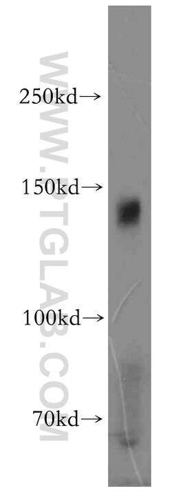 AXL Rabbit anti-Human, Mouse, Polyclonal, Proteintech 150 &mu;L; Unconjugated:Antibodies,