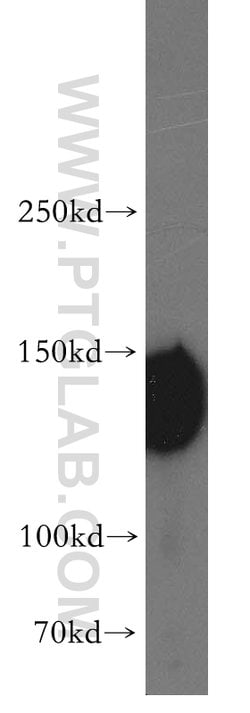 AXL Rabbit anti-Human, Mouse, Polyclonal, Proteintech 150 &mu;L; Unconjugated:Antibodies,