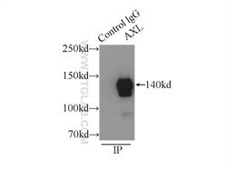 AXL Rabbit anti-Human, Mouse, Polyclonal, Proteintech 150 &mu;L; Unconjugated:Antibodies,