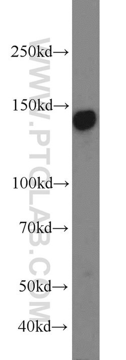 AXL Rabbit anti-Human, Mouse, Polyclonal, Proteintech 150 &mu;L; Unconjugated:Antibodies,
