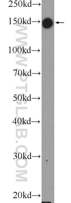 AFF4 Rabbit anti-Human, Mouse, Rat, Polyclonal, Proteintech 150 &mu;L;