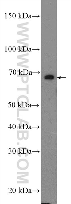 DCLRE1B Rabbit anti-Human, Mouse, Rat, Polyclonal, Proteintech 150 &mu;L;