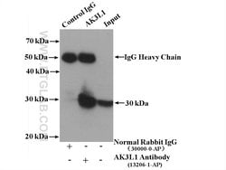 AK3L1 Rabbit anti-Human, Mouse, Rat, Polyclonal, Proteintech 150 &mu;L;