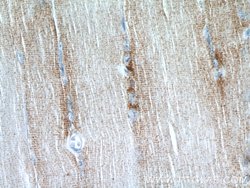 CKMT2 Rabbit anti-Human, Mouse, Rat, Polyclonal, Proteintech 150 &mu;L;