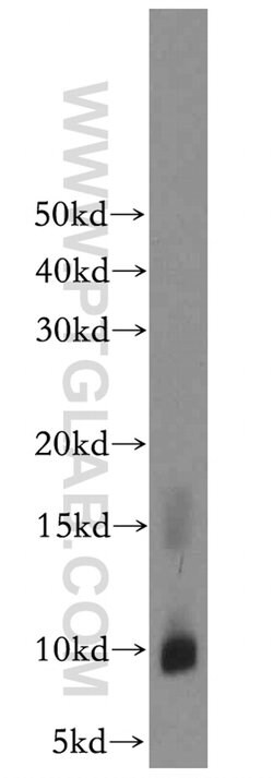 CARTPT Rabbit anti-Human, Mouse, Rat, Polyclonal, Proteintech:Antibodies:Primary