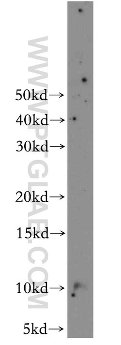 CARTPT Rabbit anti-Human, Mouse, Rat, Polyclonal, Proteintech:Antibodies:Primary