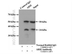 ARH Rabbit anti-Human, Mouse, Rat, Polyclonal, Proteintech 150 &mu;L; Unconjugated:Antibodies,