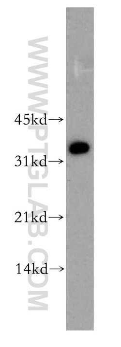 ARH Rabbit anti-Human, Mouse, Rat, Polyclonal, Proteintech 150 &mu;L; Unconjugated:Antibodies,