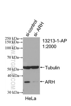 ARH Rabbit anti-Human, Mouse, Rat, Polyclonal, Proteintech 150 &mu;L; Unconjugated:Antibodies,