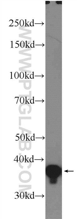 ARH Rabbit anti-Human, Mouse, Rat, Polyclonal, Proteintech 150 &mu;L; Unconjugated:Antibodies,