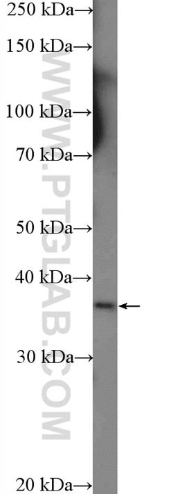 RFPL1/2/3 Rabbit anti-Human, Polyclonal, Proteintech 150 &mu;L; Unconjugated:Antibodies,