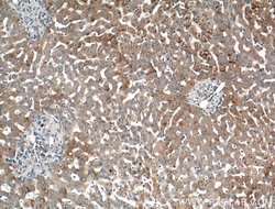 LRG1 Rabbit anti-Human, Mouse, Polyclonal, Proteintech 150 μL; Unconjugated:Antibodies,