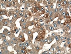 LRG1 Rabbit anti-Human, Mouse, Polyclonal, Proteintech 150 μL; Unconjugated:Antibodies,