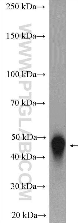 LRG1 Rabbit anti-Human, Mouse, Polyclonal, Proteintech 150 μL; Unconjugated:Antibodies,