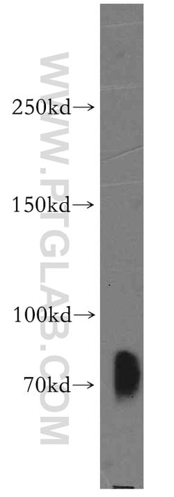 SIGLEC5 Rabbit anti-Human, Polyclonal, Proteintech 150 &mu;L; Unconjugated:Antibodies,