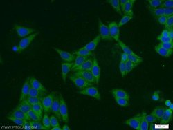 SCRN3 Rabbit anti-Human, Mouse, Rat, Polyclonal, Proteintech:Antibodies:Primary