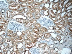 SCRN3 Rabbit anti-Human, Mouse, Rat, Polyclonal, Proteintech:Antibodies:Primary