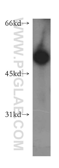 SCRN3 Rabbit anti-Human, Mouse, Rat, Polyclonal, Proteintech:Antibodies:Primary
