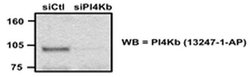 PI4KB Rabbit anti-Human, Mouse, Rat, Polyclonal, Proteintech 150 &mu;L;