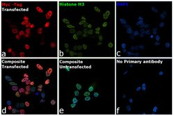 Invitrogen c-Myc Monoclonal Antibody (9E10) 200 &mu;g; Unconjugated:Antibodies,