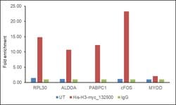 Invitrogen c-Myc Monoclonal Antibody (9E10) 200 &mu;g; Unconjugated:Antibodies,