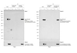 Invitrogen c-Myc Monoclonal Antibody (9E10) 200 &mu;g; Unconjugated:Antibodies,
