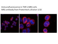 MR1 Rabbit anti-Human, Mouse, Rat, Polyclonal, Proteintech 150 &mu;L; Unconjugated:Antibodies,
