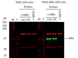 MR1 Rabbit anti-Human, Mouse, Rat, Polyclonal, Proteintech 150 &mu;L; Unconjugated:Antibodies,