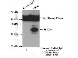 GGH Rabbit anti-Human, Mouse, Rat, Polyclonal, Proteintech 150 &mu;L; Unconjugated:Antibodies,