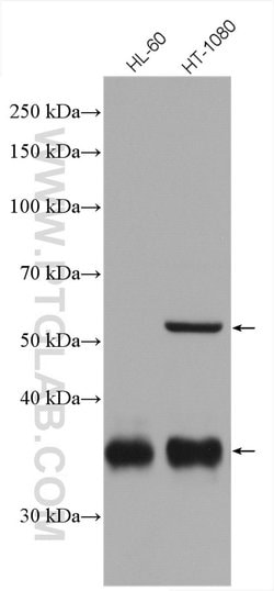 GGH Rabbit anti-Human, Mouse, Rat, Polyclonal, Proteintech 150 &mu;L; Unconjugated:Antibodies,