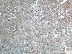 IDO1 Rabbit anti-Human, Polyclonal, Proteintech:Antibodies:Primary Antibodies