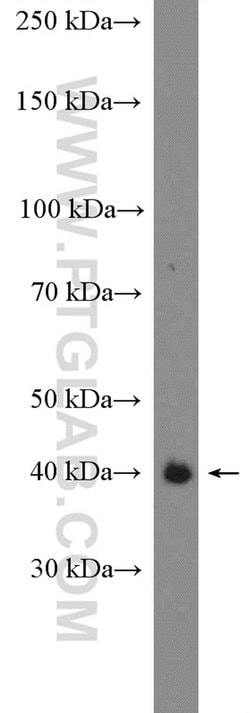 IDO1 Rabbit anti-Human, Polyclonal, Proteintech:Antibodies:Primary Antibodies