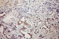 NXF3 Rabbit anti-Human, Polyclonal, Proteintech 150 &mu;L; Unconjugated:Antibodies,