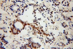 NXF3 Rabbit anti-Human, Polyclonal, Proteintech 150 &mu;L; Unconjugated:Antibodies,