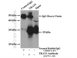 TRAT1 Rabbit anti-Human, Mouse, Rat, Polyclonal, Proteintech:Antibodies:Primary