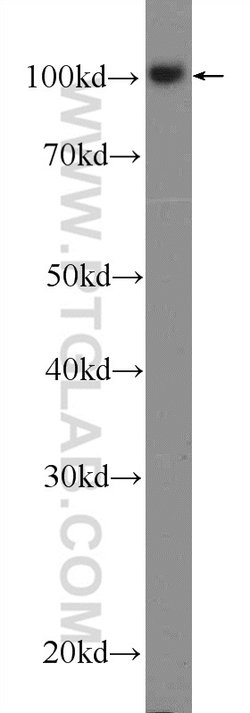 SNX25 Rabbit anti-Human, Mouse, Rat, Polyclonal, Proteintech 150 &mu;L;