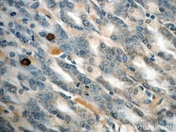 GHRL Rabbit anti-Human, Mouse, Rat, Polyclonal, Proteintech:Antibodies:Primary