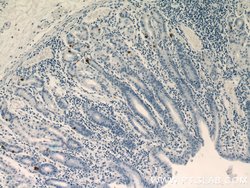 GHRL Rabbit anti-Human, Mouse, Rat, Polyclonal, Proteintech:Antibodies:Primary