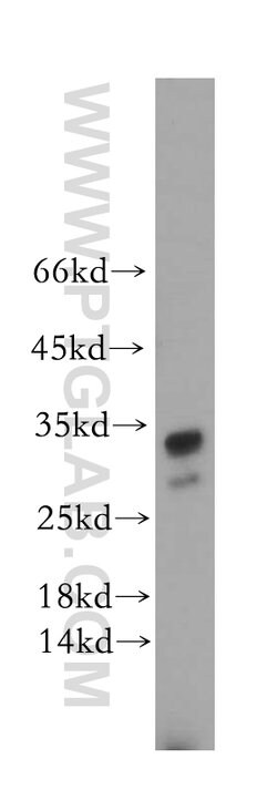 STOML3 Rabbit anti-Human, Mouse, Rat, Polyclonal, Proteintech:Antibodies:Primary