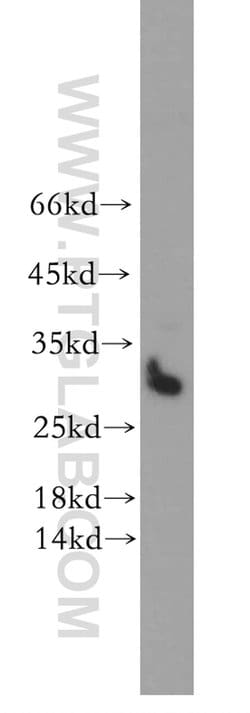STOML3 Rabbit anti-Human, Mouse, Rat, Polyclonal, Proteintech:Antibodies:Primary