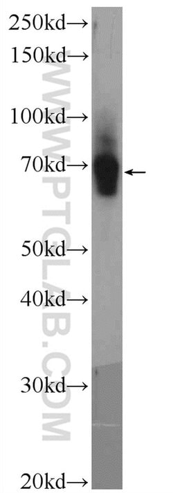 UNC5CL Rabbit anti-Human, Mouse, Polyclonal, Proteintech 20 &mu;L; Unconjugated:Antibodies,
