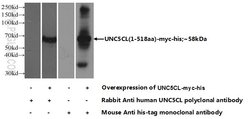 UNC5CL Rabbit anti-Human, Mouse, Polyclonal, Proteintech 20 &mu;L; Unconjugated:Antibodies,