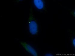 BUB1 Rabbit anti-Human, Mouse, Rat, Polyclonal, Proteintech 150 &mu;L;