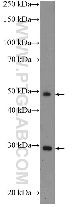 ICOS Rabbit anti-Human, Polyclonal, Proteintech 150 &mu;L; Unconjugated:Antibodies,